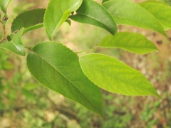 Oncoba spinosa