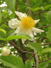 Oncoba spinosa
