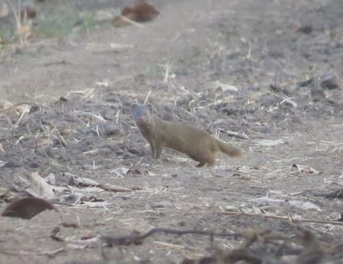 Pousargues' Mongoose