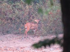 Tragelaphus scriptus