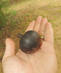 Oncoba spinosa