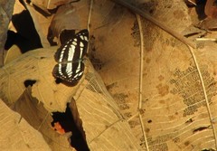 Neptis hylas varmona