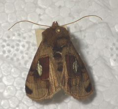 Autographa aemula