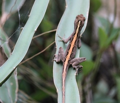 Anolis lemurinus
