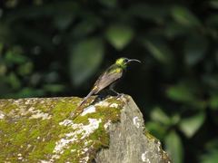 Nectarinia kilimensis