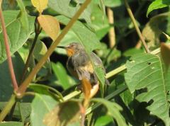 Ruwenzori Apalis photo 2
