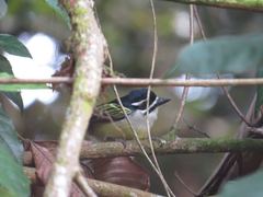 Pogoniulus bilineatus