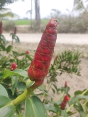 Costus pulverulentus