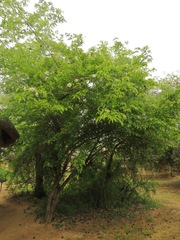 Oncoba spinosa