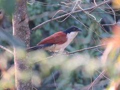 Centropus senegalensis