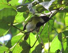 Apalis personata