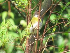 Apalis personata