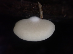 Crepidotus nephrodes