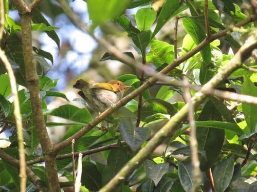 Red-faced Woodland-Warbler
