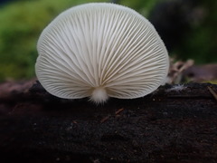 Crepidotus nephrodes