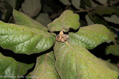 Quercus huicholensis