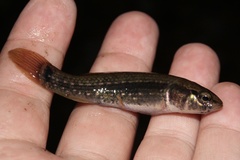 Umbra pygmaea
