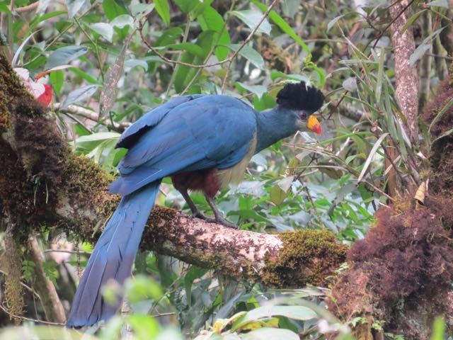 Great Blue Turaco (Corythaeola cristata) · iNaturalist