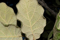 Quercus huicholensis