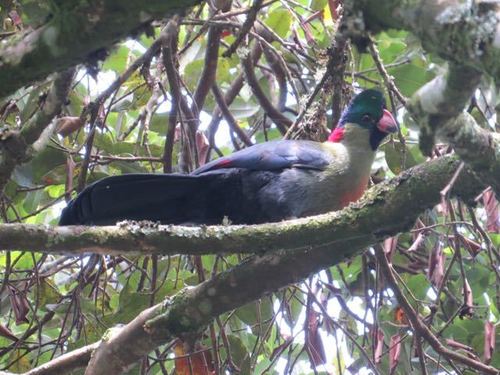 Rwenzori Turaco (Gallirex johnstoni) · iNaturalist