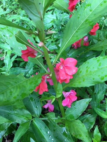 Impatiens balsamina observed 2021-03-20