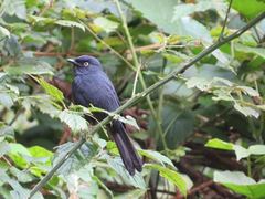 Melaenornis ardesiacus
