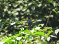 Melaenornis ardesiacus
