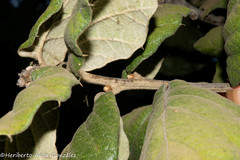 Quercus huicholensis