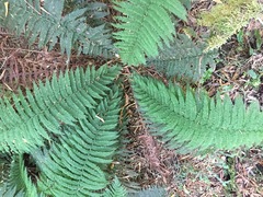 Leptopteris ×intermedia