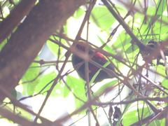 Dusky Crimsonwing photo 2