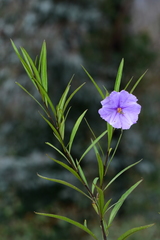 Solanum linearifolium