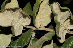 Quercus huicholensis