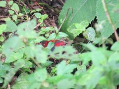 Cryptospiza jacksoni