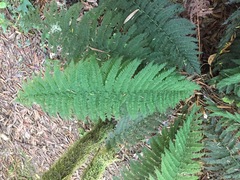 Leptopteris ×intermedia