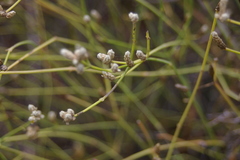 Alternanthera filifolia