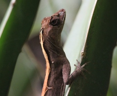 Anolis lemurinus