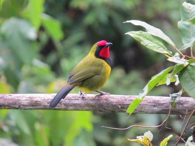 Doherty's Bushshrike (Telophorus dohertyi) photo