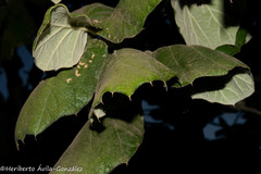 Quercus huicholensis