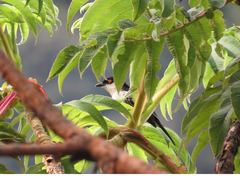 Dryoscopus gambensis