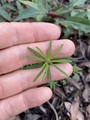 Pultenaea petiolaris