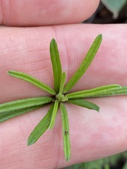 Pultenaea petiolaris