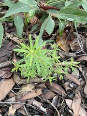 Pultenaea petiolaris