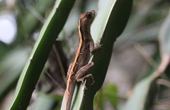 Anolis lemurinus