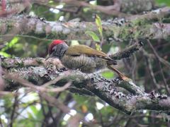 Campethera tullbergi