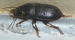 Piosoma setosum
