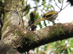 Phyllastrephus flavostriatus