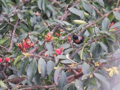 Nectarinia purpureiventris
