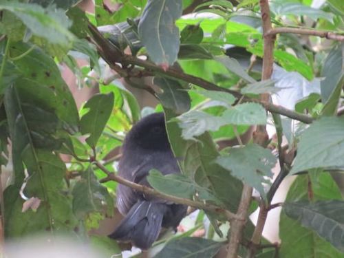 Western Boubou (Laniarius poensis) · iNaturalist