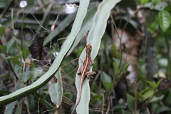 Anolis lemurinus