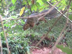 Funisciurus carruthersi